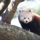 Parco Faunistico La Torbiera: Panda minore